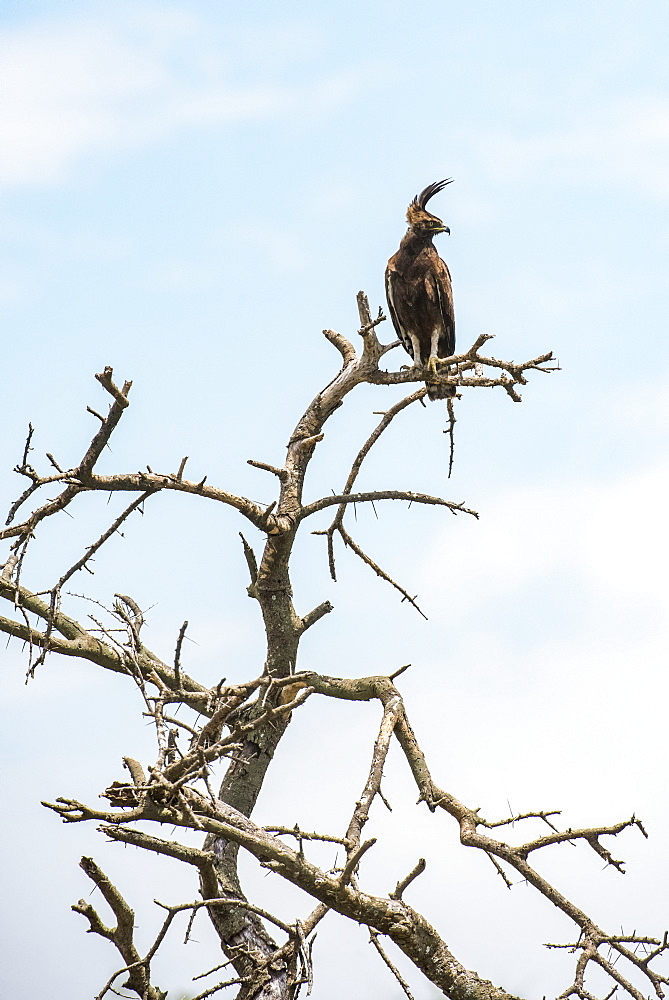 Long-crested Eagle (Lophaetus occipitalis) perched on dead snag in the Ndutu area of the Ngorongoro Crater Conservation Area on the Serengeti Plains, Tanzania