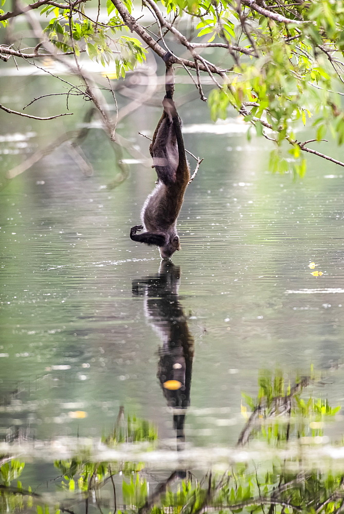 Sykes (or White-throated monkey) Monkey (Cercopithecus albogularis) hangs from branch by one foot to drink from pond at Ngare Sero Mountain Lodge, near Arusha, Tanzania