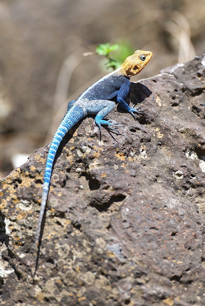 Colourful male Kenyan Rock Agama (Agama lionotis) basking on rock at KIA Lodge near Kilimanjaro International Airport, Arusha, Tanzania