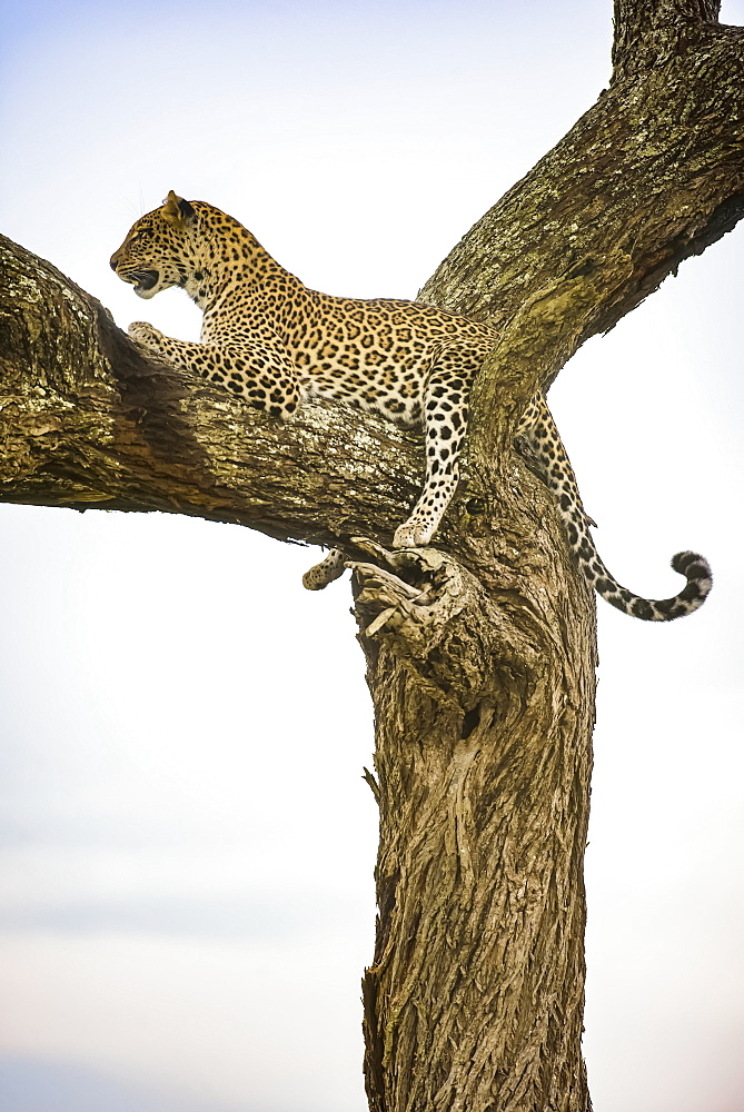 Leopard (Panthera pardus) resting in tree in the Ndutu area of the Ngorongoro Crater Conservation Area on the Serengeti Plains, Tanzania