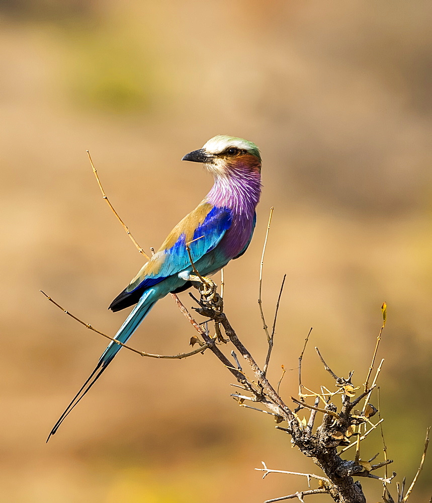 Bee-eater (Meropidae) bird with colourful plumage perched on a branch, Africa