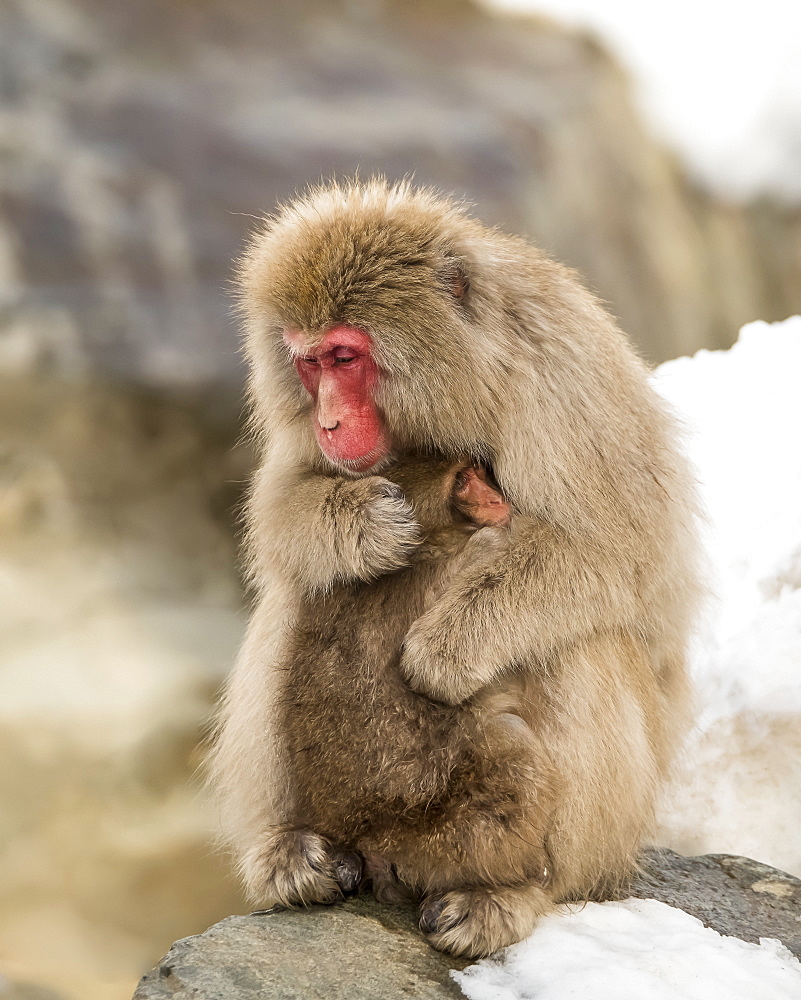 Snow Monkey (Macaca fuscata), also known as Japanese Macaque, holding it's baby in a loving embrace to help it keep warm, Nagano, Japan