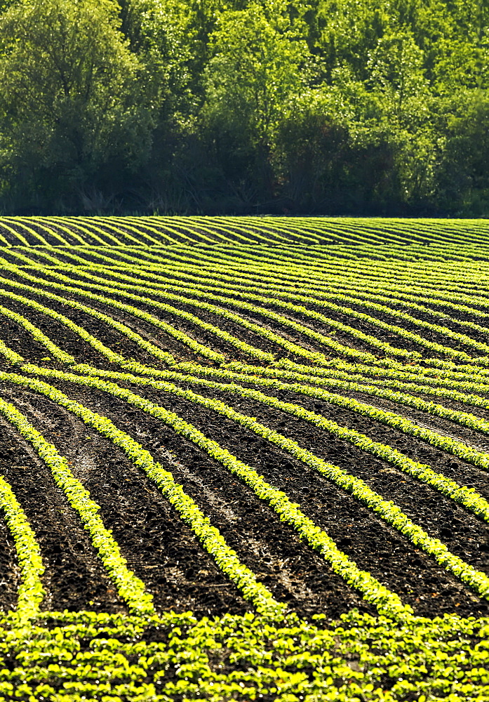 Rows of young soybean plants in a rolling field glowing with the light of early morning sun, Vineland, Ontario, Canada