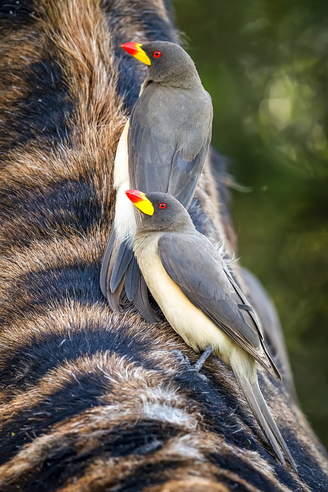 Two yellow-billed oxpecker (Buphagus africanus) clinging to Masai giraffe (Giraffa camelopardalis tippelskirchii), Serengeti National Park, Tanzania