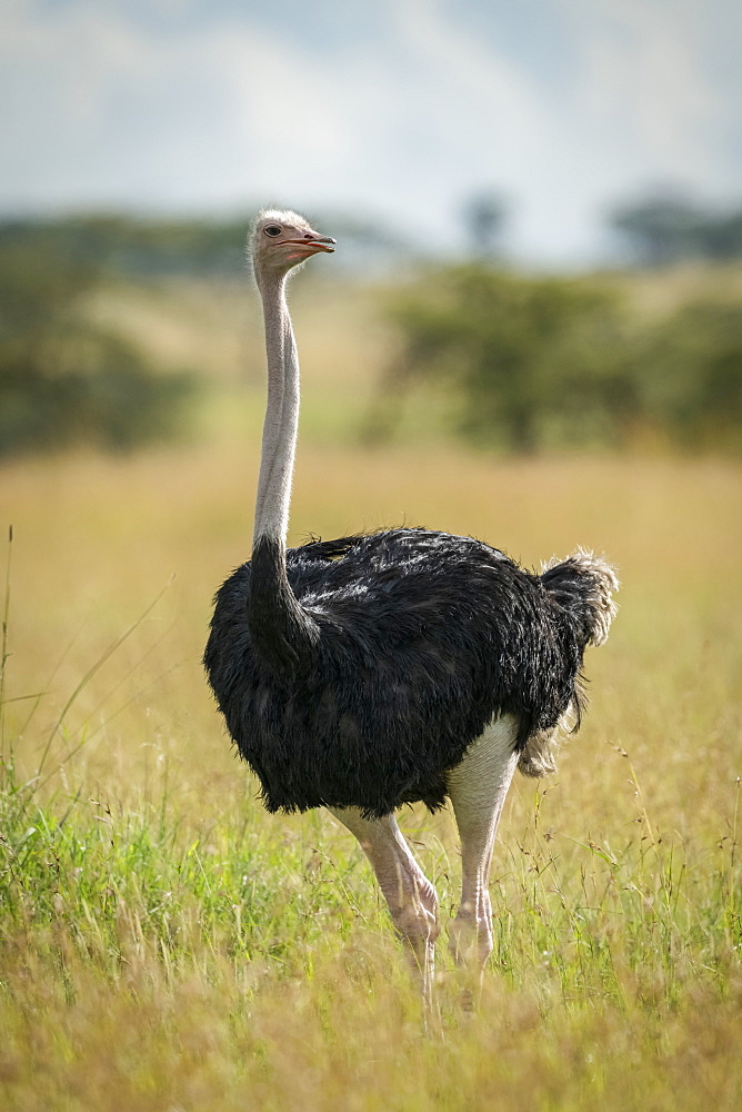 Common ostrich (Struthio camelus) stands in grass opening mouth, Serengeti National Park, Tanzania