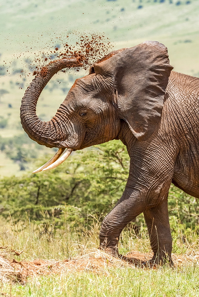 Close-up of African elephant (Loxodonta africana) enjoying dust bath, Serengeti National Park, Tanzania