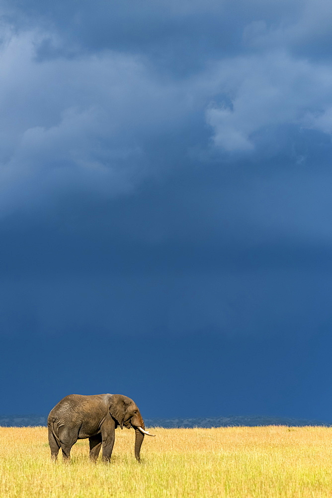 African bush elephant (Loxodonta africana) stands in grass beneath dark clouds, Serengeti National Park, Tanzania