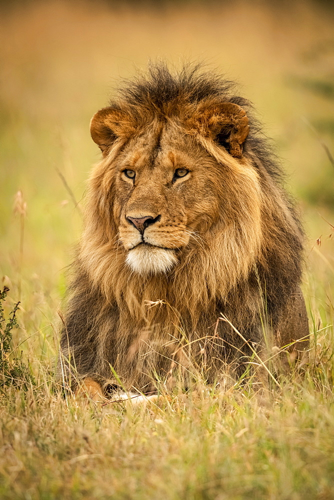 Male lion (Panthera leo) lies in grass staring left, Serengeti National Park, Tanzania