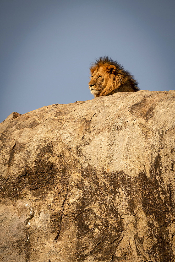 Head of male lion (Panthera leo) lying on kopje, Serengeti National Park, Tanzania