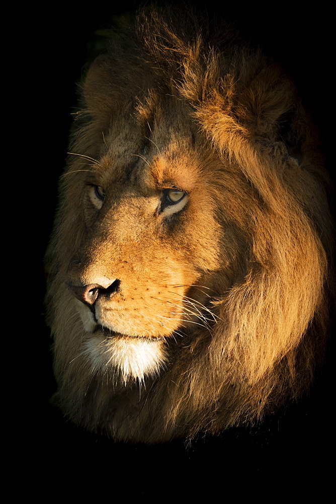 A male lion (Panthera leo) lies with it's head bathed in the golden light of dawn. It has a big mane and is staring into the distance. Shot with a Nikon D850, Serengeti National Park, Tanzania