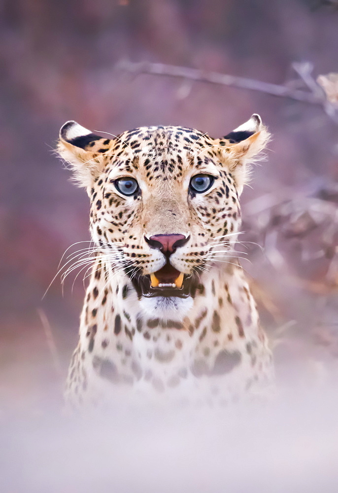 Portrait of a Leopard (Panthera pardus) obscured by fog technique, Northern India, Rajasthan, India