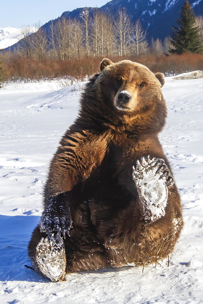 Grizzly bear (Ursus arctos horribilis) is holding up her snowy paw and looking at camera, captive. Alaska Wildlife Conservation Center, Portage, Alaska, United States of America