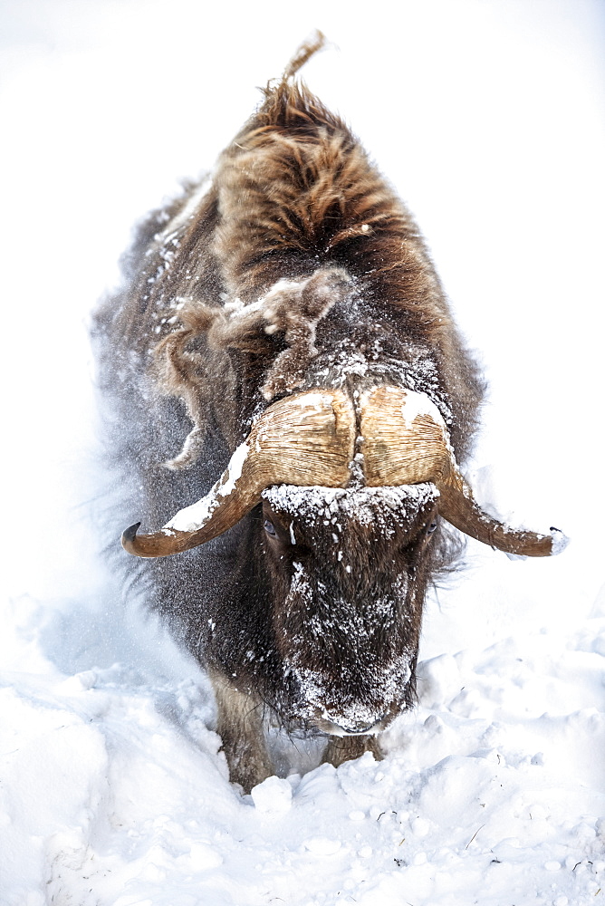 Large bull Muskox (Ovibos moschatus) in winter snowstorm, captive in Alaska Wildlife Conservation Center, South-central Alaska, Portage, Alaska, United States of America