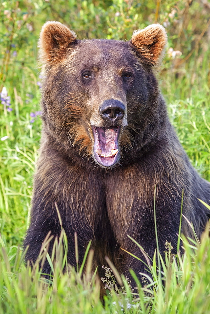 Female Brown bear (Ursus arctos) looking at camera with mouth open, captive in Alaska Wildlife Conservation Center, South-central Alaska, Portage, Alaska, United States of America