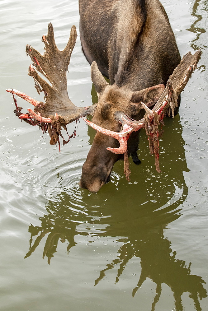 Mature bull moose (Alces alces) in water with shedding antlers, captive in the Alaska Wildlife Conservation Center, South-central Alaska, Portage, Alaska, United States of America