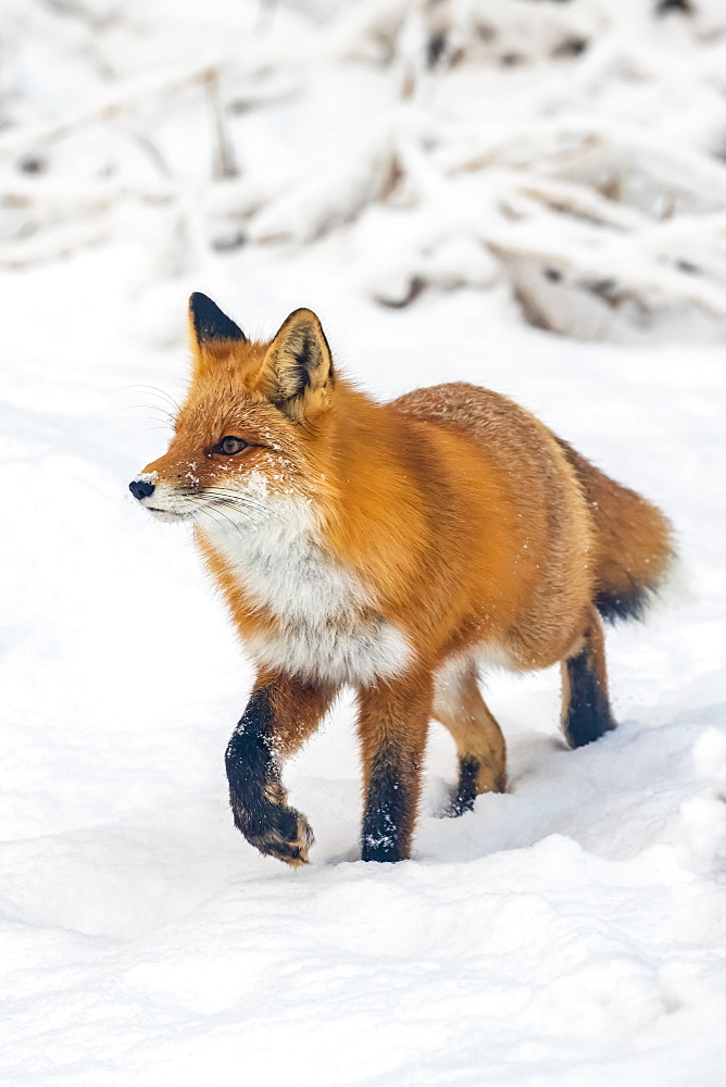 Red fox (Vulpes vulpes) walking in snow in Campbell Creek area, South-central Alaska, Alaska, United States of America