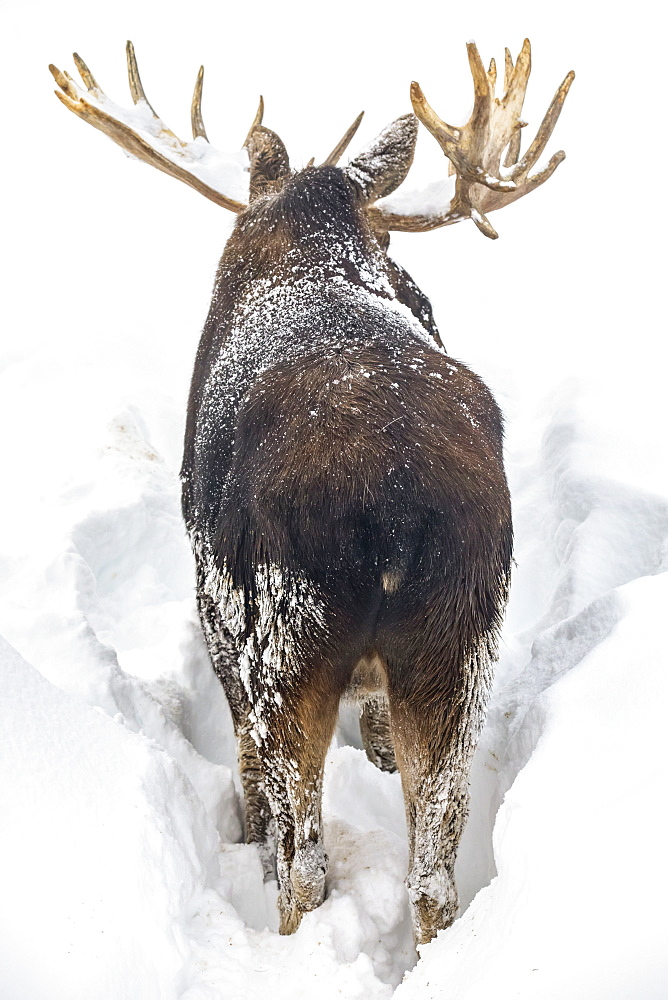 Mature bull moose (Alces alces) with antlers shed of velvet standing in snow, Alaska Wildlife Conservation Center, South-central Alaska, Portage, Alaska, United States of America