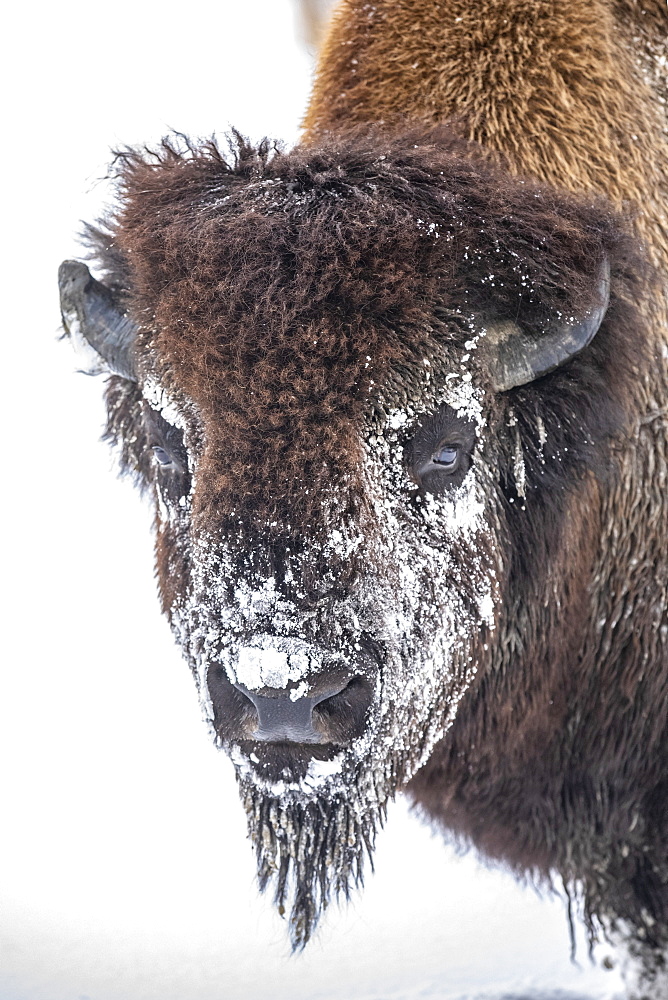 A large Wood bison bull (Bison bison athabascae) in snow, captive in Alaska Wildlife Conservation Center, Portage, Alaska, United States of America