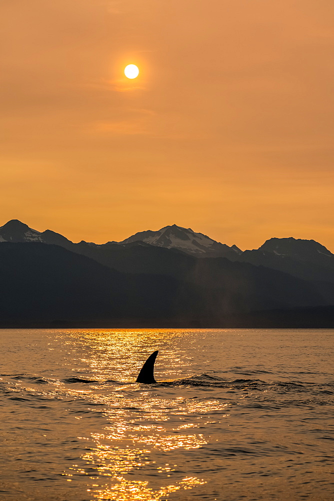 Killer whale (Orcinus orca), also known as Orca, swimming in Inside Passage with the Chilkat Mountains in the background, Alaska, United States of America