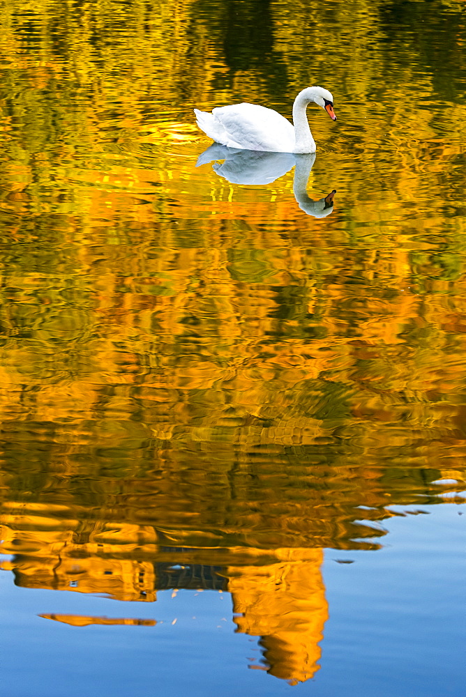 A white swan (Cygnus) in a river with a colourful golden reflection of a treed hillside with a castle ruin and blue sky, Bernkastel, Germany