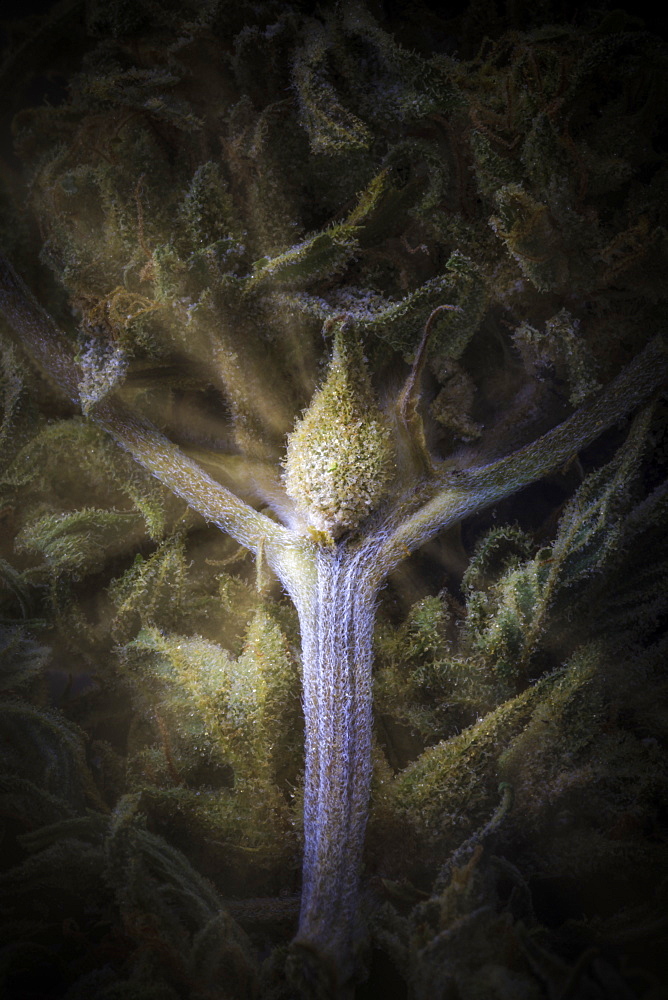 Extreme close-up of a cured cannabis seed pod, branch and flower with visible trichomes and rays of enlightenment emminating from it, Marina, California, United States of America