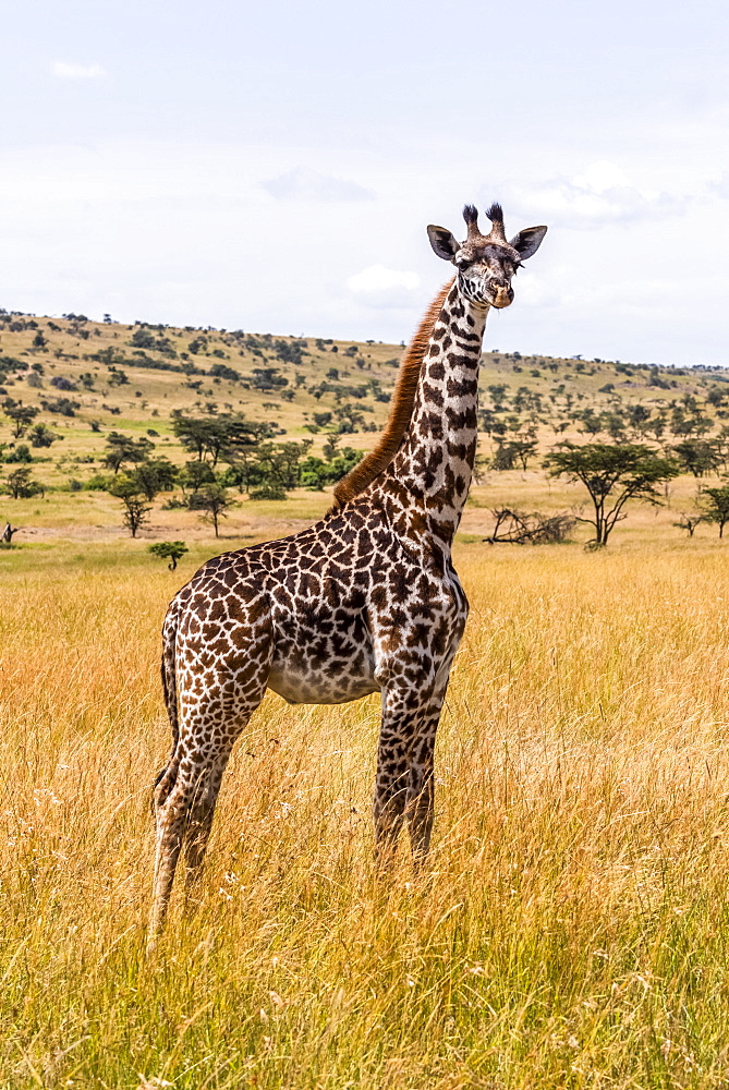 Young Masai giraffe (Giraffa camelopardalis tippelskirchii) standing on savannah facing camera, Maasai Mara National Reserve, Kenya