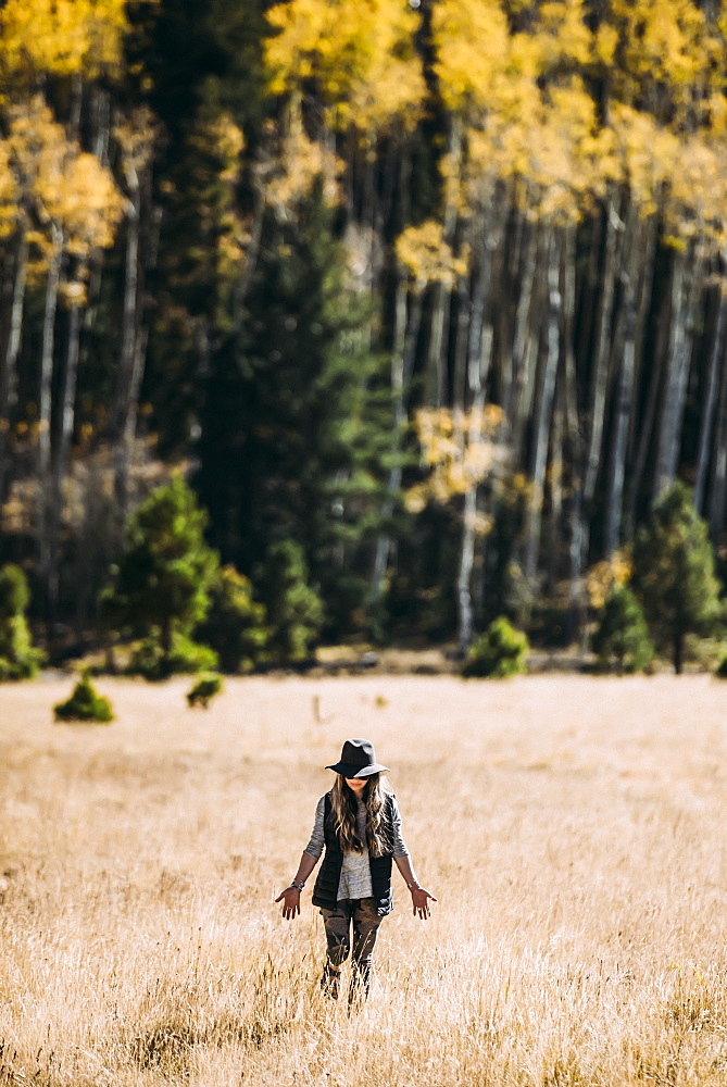 A woman walks across a field of golden grass towards a forest, Lockett Meadow, California, United States of America