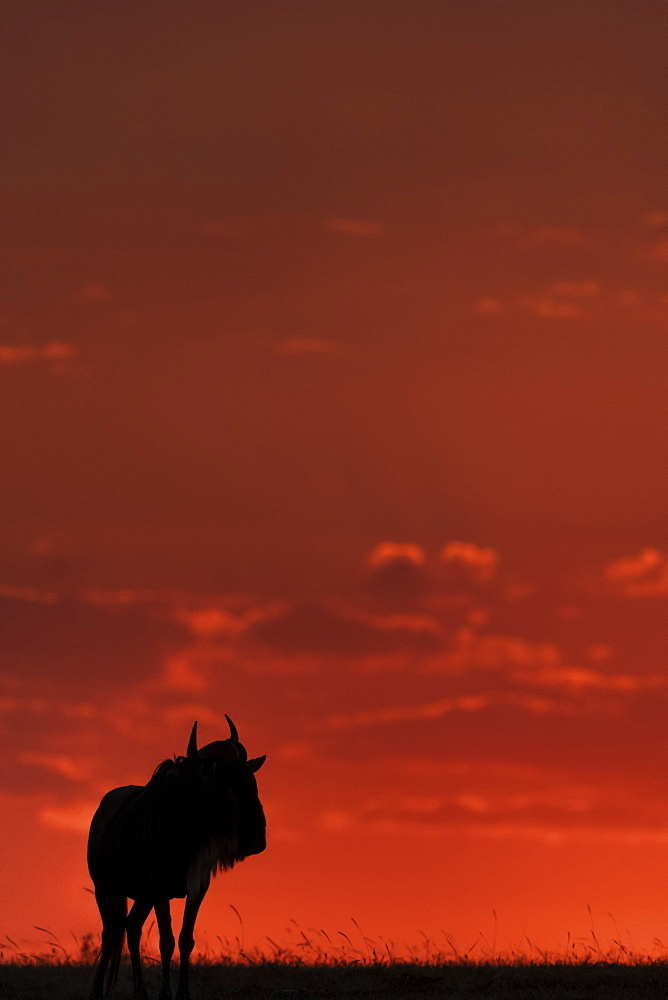 A blue wildebeest (Connochaetes taurinus) on the horizon is silhouetted against an orange sky at sunset. It's horns are visible in outline, and it's standing with it's head turned, Maasai Mara National Reserve, Kenya