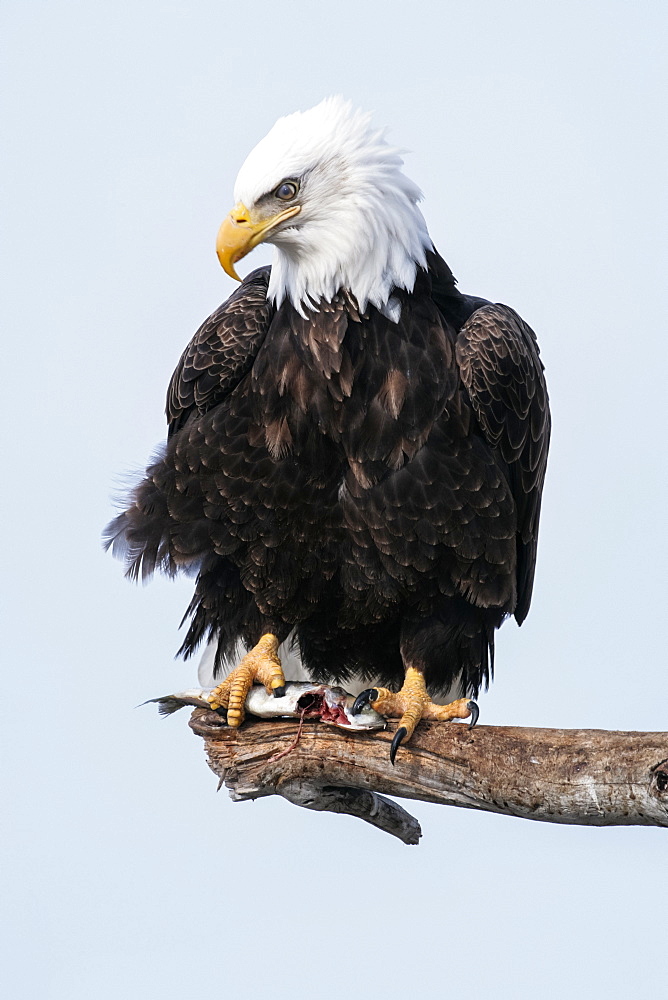 Adult Bald eagle (Haliaeetus leucocephalus) perched on a branch, Alaska, United States of America