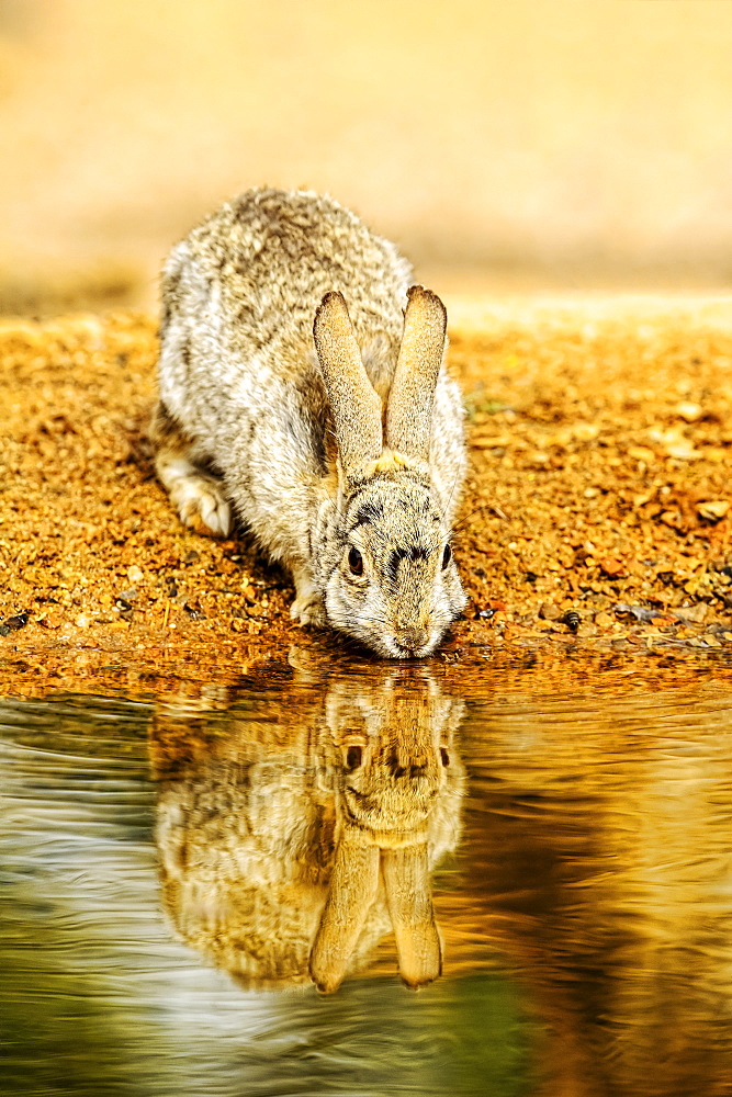 A rabbit drinks from the edge of a pond, Elephant Head, Arizona, United States of America