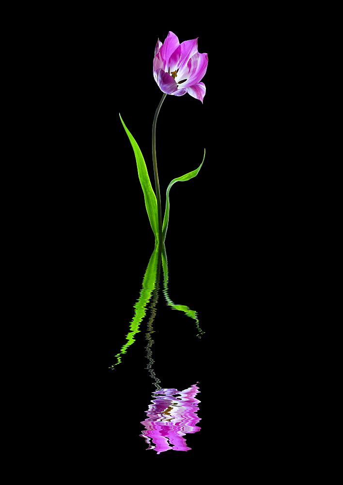 Purple and white tulip reflected in water on a black background