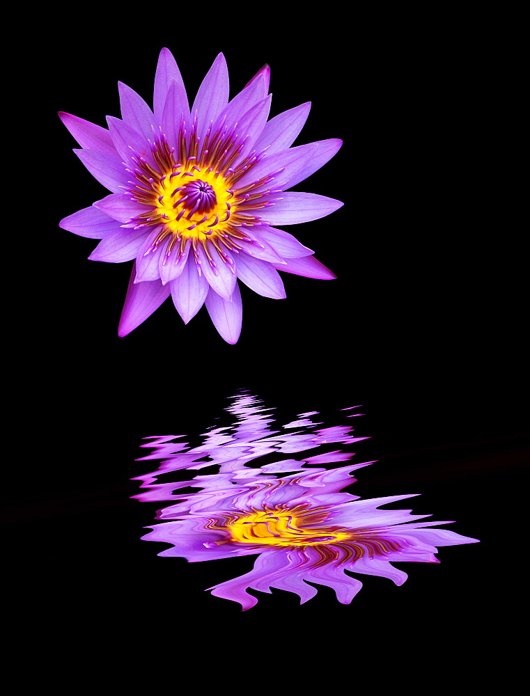 Vibrant purple flower reflected in water against a black background