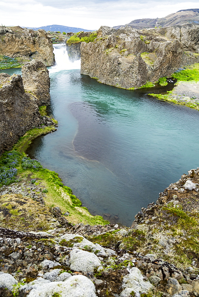 A gorgeous hilltop viewpoint of the Hjalparfoss waterfall and river through a valley of lupine flowers, Iceland