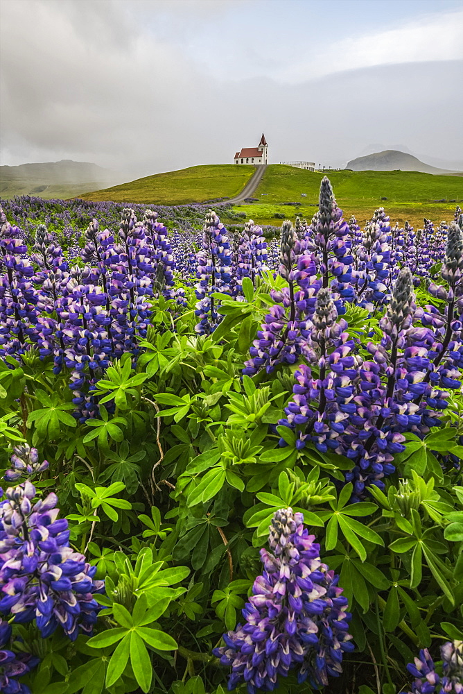 Wild lupines growing in the countryside of Iceland under dramatic skies and a road leading to a church in the distance, Snaefellsness Peninsula, Iceland