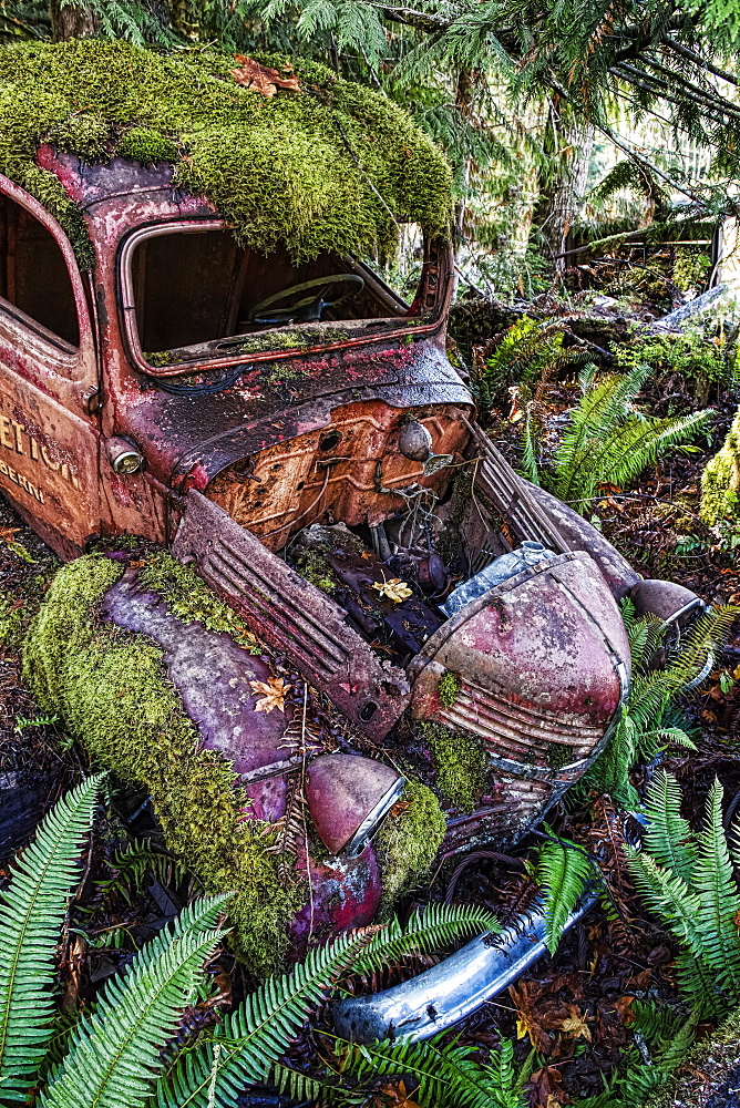 Arty image of derelict motor car in a ditch overgrown with moss and ferns, Vancouver Island, British Columbia, Canada