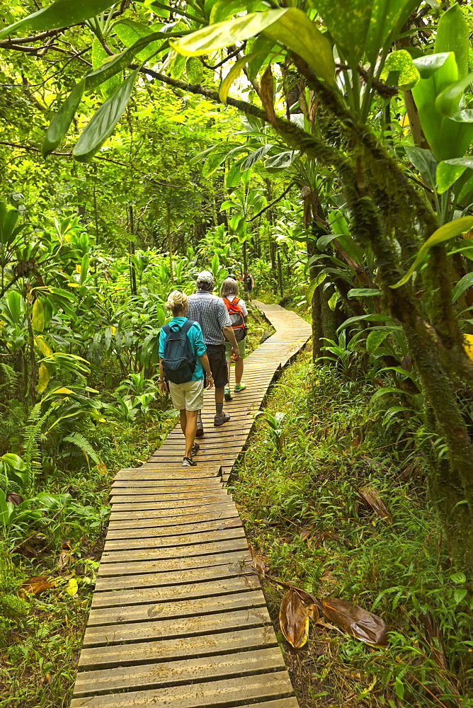 Tourists on boardwalk to Waimoku Falls, Kipahulu, Maui, Hawaii, United States of America