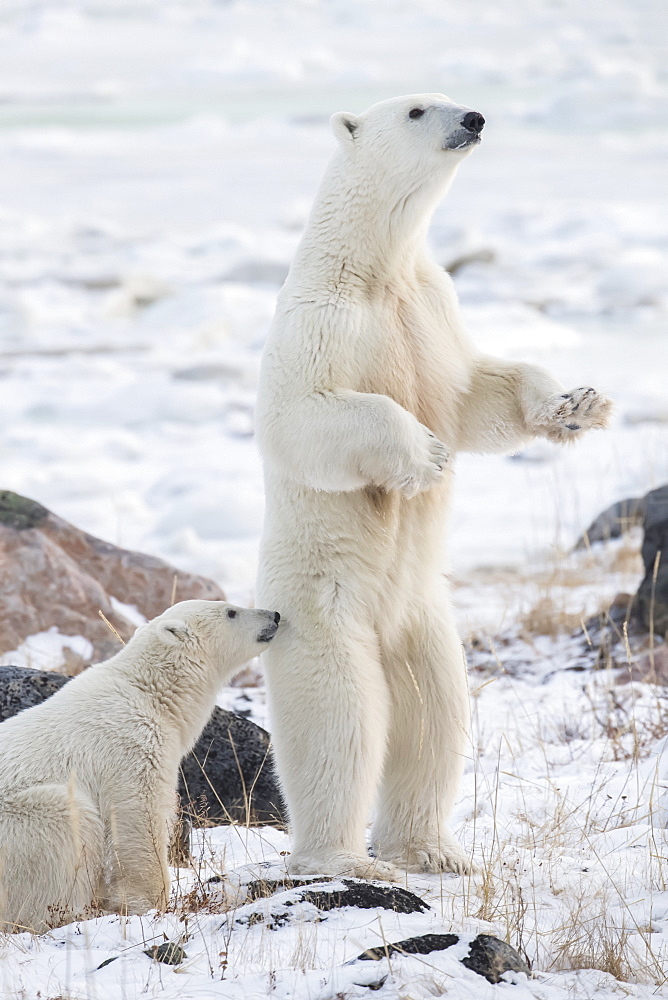 Mother Polar bear (Ursus maritimes) standing in the snow assessing danger, Churchill, Manitoba, Canada