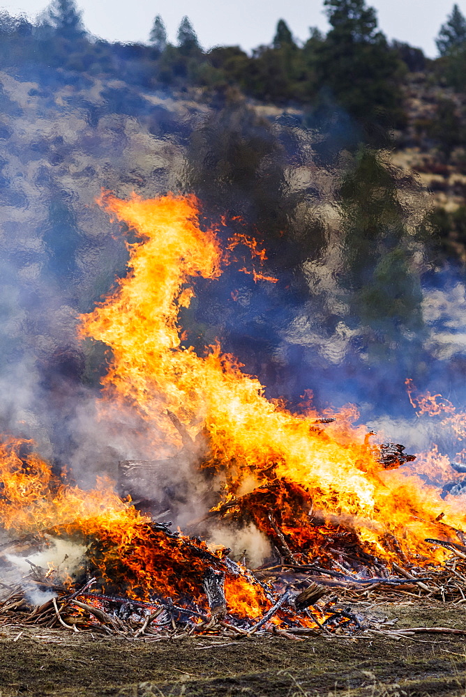 Forest fire prescribed burn, Dairy, Oregon, United States of America