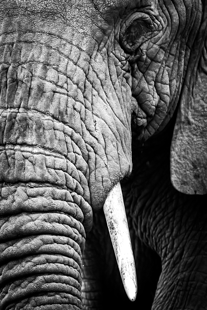 An African elephant (Loxodonta africana) stares at the camera, showing its wrinkled skin, long trunk and left eye and tusk, Ngorongoro Crater, Tanzania