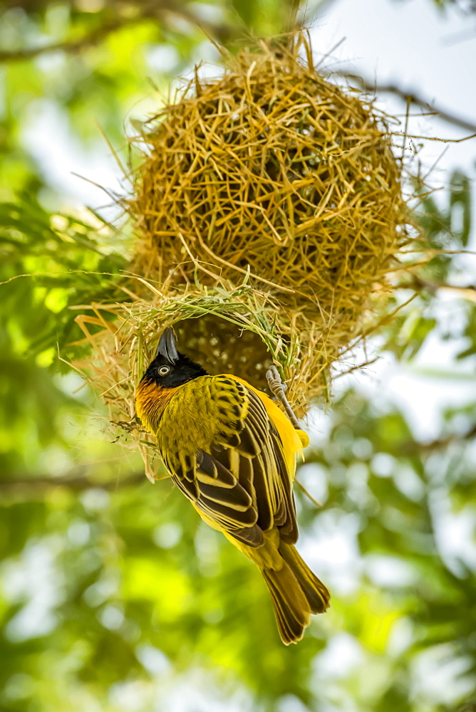 Masked weaver (Ploceus velatus) bird perched at nest entrance, Serengeti National Park, Tanzania