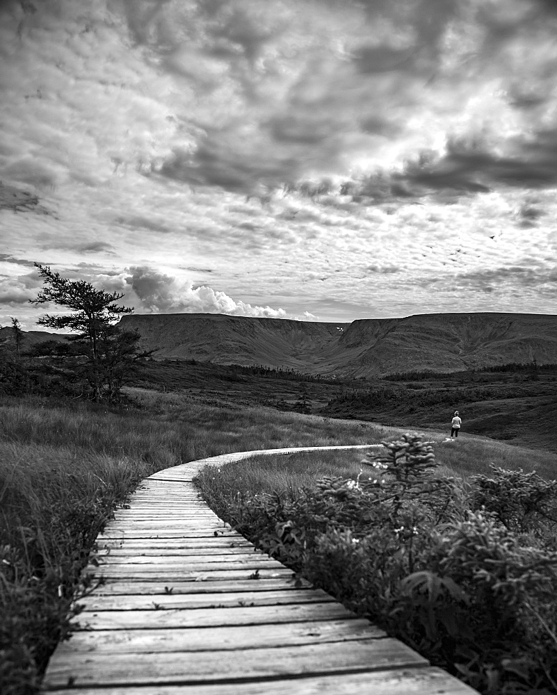 Black and white image of a wooden boardwalk stretching across a landscape with a man in the distance, Bonavista, Newfoundland and Labrador, Canada