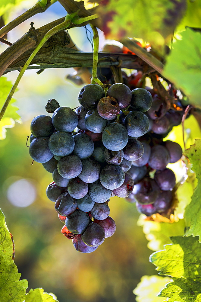 Close-up of clusters of purple grapes hanging from the vine, Caldaro, Bolzano, Italy