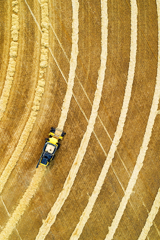 Aerial view directly above a combine collecting lines of grain, Beiseker, Alberta, Canada