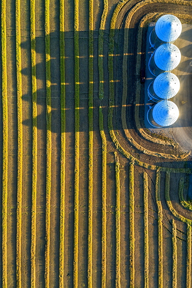 View from directly above of four large metal grain bins and canola harvest lines at sunset with long shadows, Alberta, Canada