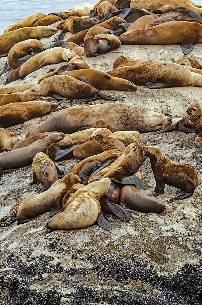 Steller sea lions (Eumetopias jubatus) hauled out on rocks at South Marble Island, big bull in the centre surrounded by cows, Glacier Bay National Park, Alaska, United States of America