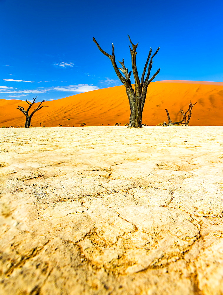 The salt pan of Deadvlei, Sossusvlei, Hardap Region, Namibia