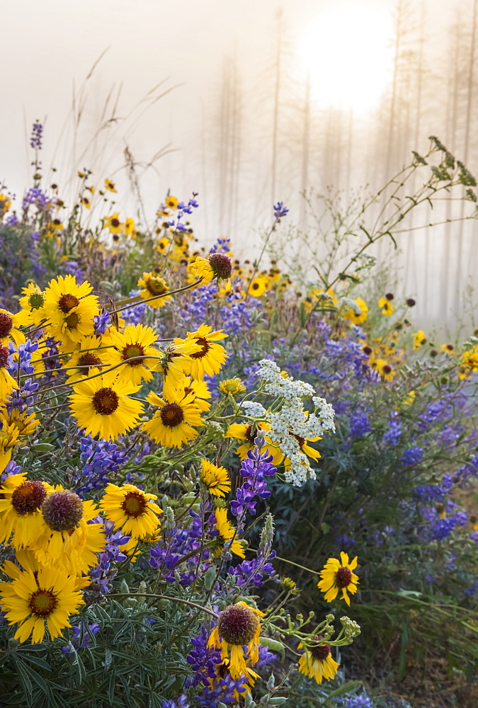 Kettle River Recreation Area is bursting with wildflowers after a fire destroyed much of the forest in British Columbia, British Columbia, Canada