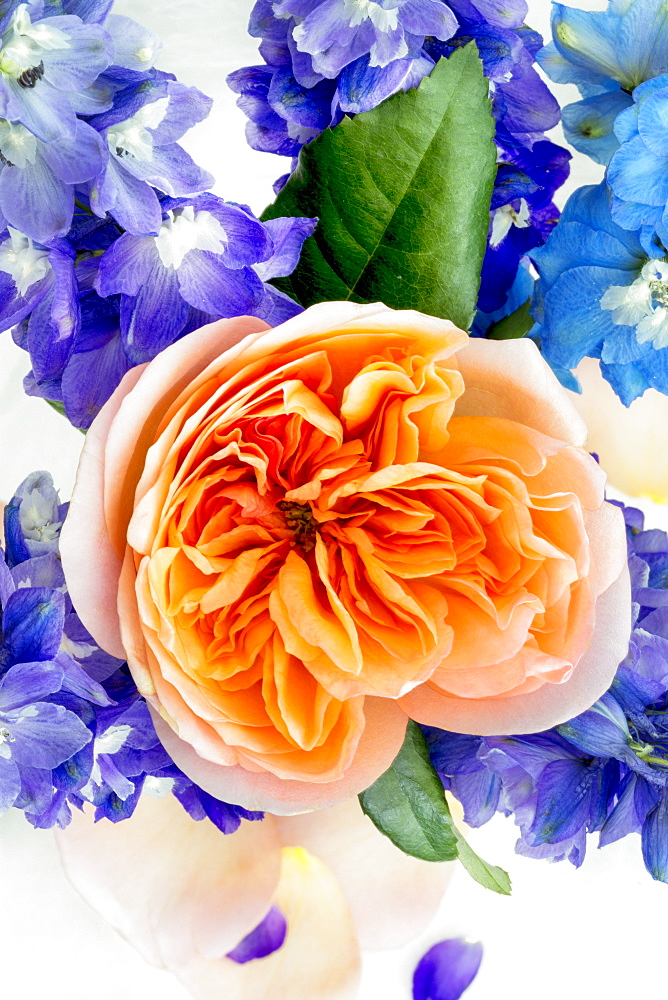 An orange flower blossoming among blue and purple flowers in an arrangement