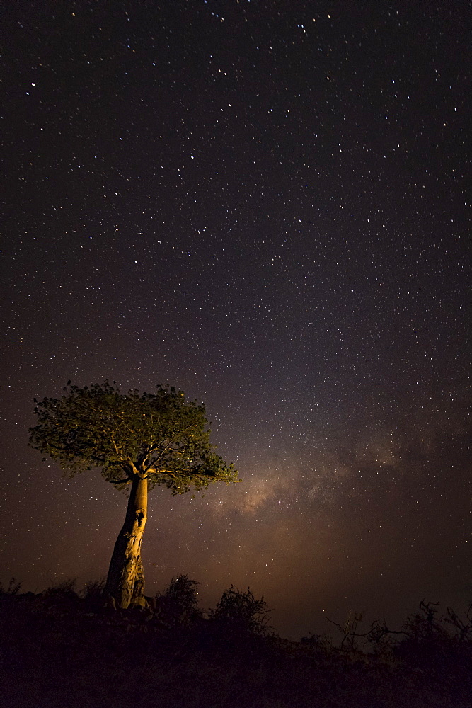 A starry sky with light glowing on the horizon and a tree in the foreground, Ethiopia