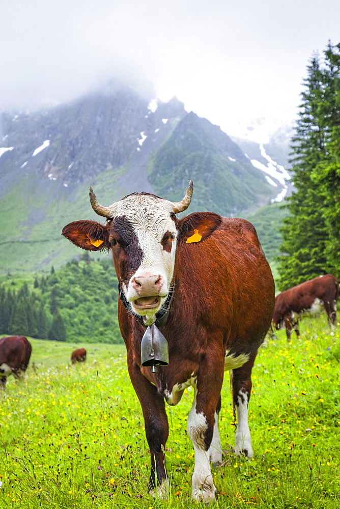 Cattle posing in a meadow of Val Montjoie with Aiguille de la Pennaz mountain in the background, Alps, France